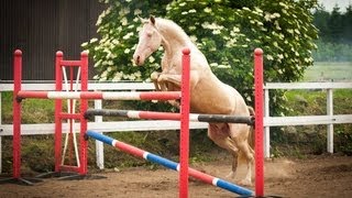 Day 3 Akhal Teke Stallion Kambarbay Loose Jump training [upl. by Bywaters]