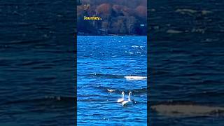 Waves and the wind may not prevent my journey with you birdbehavior trumpeters swan waves cool [upl. by Adekahs]