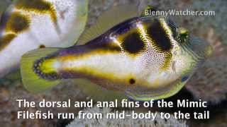 Mimicry The Filefish and the Toby from BlennyWatchercom [upl. by Oibirot941]