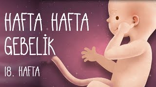 Hafta Hafta Gebelik 18 hafta [upl. by Nnyliram522]