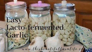 Easy Lacto Fermented Garlic Video MP4 [upl. by Ailis]