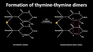 Thymine thymine dimer formation  CSIR NET LS JRF  GATE csir gate [upl. by Keheley]