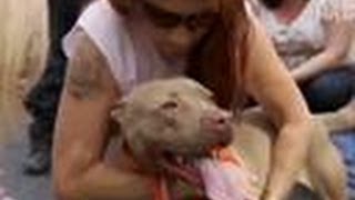 Prada Gets Rescued  Pit Bulls and Parolees [upl. by Blakely]