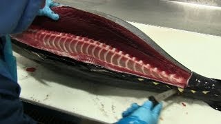 How to Fillet Tuna [upl. by Havens]