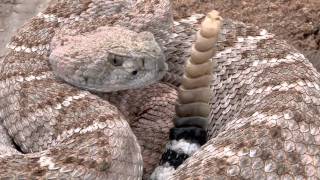 Western Diamondback Rattlesnake 2011 [upl. by Anitnoc]