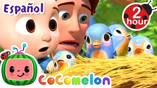 Itsy Bitsy Pajarito  CoComelon y los animales 🍉 Dibujos animados para niños [upl. by Manouch796]