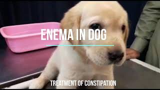 Enema in Dog  Enema in Pup  Constipation Treatment  Glycerine Suppositories  Fast recovery [upl. by Taimi838]