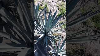 En busca de un agave variegado de entre 30 mil plantas Agave Tequilero [upl. by Eldwen875]