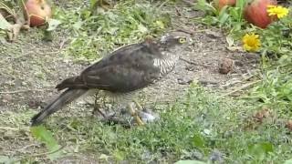 Sparrowhawk plucking a Starling 2 [upl. by Dlorad614]