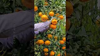 How to grow orange tree from seed at Home 🍊 plants shorts farming [upl. by Foley]