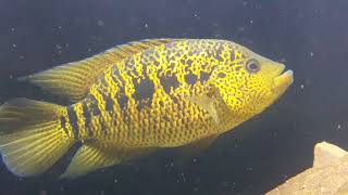 Parachromis Friedrichsthalii Pantanos de centla Tabasco Mx amp a glimps of sp La Ceiba Yellow Head [upl. by Airun]