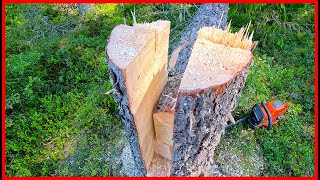 Mastering the Key Notch Technique Advanced Tree Felling Tutorial [upl. by Danuloff224]