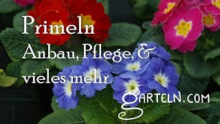 Primel  Anbau und Pflege [upl. by Aisul]