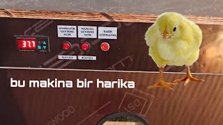 Makina alacaksanız kesin bunu alın � çıkımKULUÇKA MAKİNASI ÇIKIM VİDEOSU [upl. by Ihsakat25]