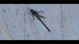 Green Darner in urban beach [upl. by Stafford]