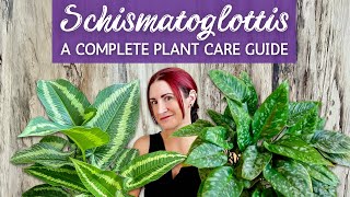 Complete Schismatoglottis Houseplant Care Guide  Caring for Schismatoglottis Houseplant Indoors [upl. by Aikemet474]