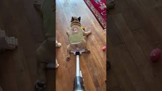 Frenchie Gets Vacuumed frenchies frenchie frenchbulldogs frenchbulldog funnydogs funnypets [upl. by Ahsehat755]