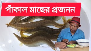 Breeding of Pankal Fish MacrognathuspancalusFreshwater Eel [upl. by Mena118]