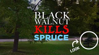 Black Walnut Trees Juglone Kill Spruce Trees [upl. by Eldridge]