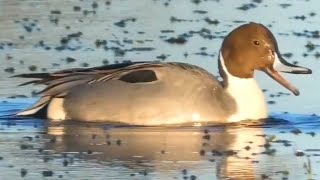 Northern pintail duck call sound bathing flying [upl. by Eedak]