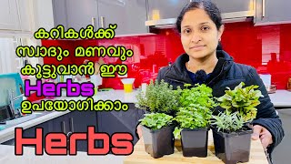 Types of Herbs  Herbs and Names  Herbs Malayalam  Gardening Malayalam  Herbs  Taste of Herbs [upl. by Jaf]