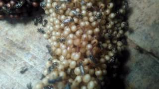 Tetragonula Laeviceps Brood Cells [upl. by Jacobsohn]