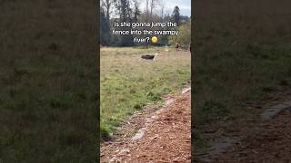 “What fence”  Leia probably 🐺🤸‍♀️🙄🤗 siberianderpskies husky siberianhusky huskies [upl. by Adrian876]