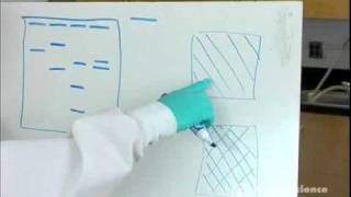 Electrophoresis How to Read Results [upl. by Silma]