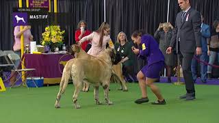 Mastiffs  Breed Judging 2019 [upl. by Keffer]