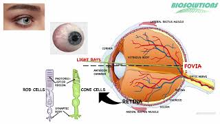 How specialised rod and cone photoreceptor cells in our retina help us in vision  January 2022 [upl. by Brice]