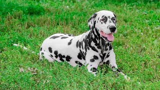 Training Your Dalmatian to be a Guard Dog [upl. by Isabelle]