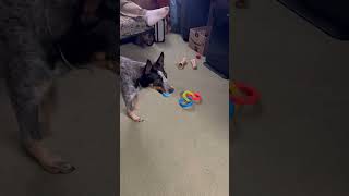 Puppy play time fyp fypyoutube dog puppy funnyanimals viralvideo viralshorts workingdogs [upl. by Seagrave]