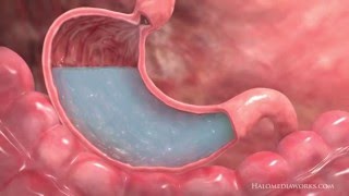 Medical Animation  Interior Stomach [upl. by Tlihcox653]