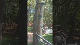 Chickadees Titmouse amp Downy Woodpecker at the Sunflower Seed Feeder [upl. by Ylecic]