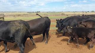 Dunoon 16 Heifers [upl. by Rodmann580]