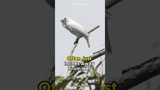 White Bellbird  The Loudest Bird On Earth [upl. by Hebel73]