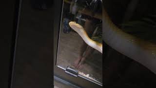 My Snakes reaction when I enter the room After Lights Out snakes junglebook chinesebeautysnake [upl. by Ainaj43]