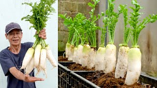 No need for a garden Growing radish at home is easy and gives big tubers [upl. by Atiugal]