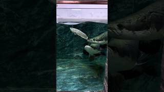 Arapaima ate 🩶 a silver arowana fishing arapaimafish shortsviral short viral trending [upl. by Aissac531]