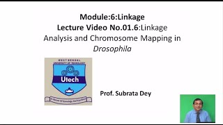 Linkage analysis and chromosome mapping in Drosophila [upl. by Nylecyoj]