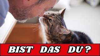 5 Anzeichen dass du ein großartiger Katzenhalter bist Deine Katze dankt es dir heimlich [upl. by Heidi937]