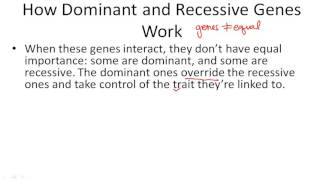 How Dominant and Recessive Genes Work [upl. by Ahs]