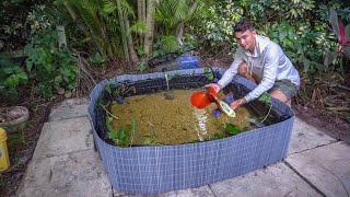 Building My FIRST GUPPY Fish BREEDING POND [upl. by Douglas]