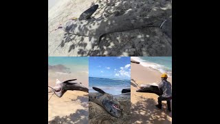 Stranded Mako Shark killed and slaughtered Longfin Mako endangeredspecies makoshark vlogger [upl. by Llednik]