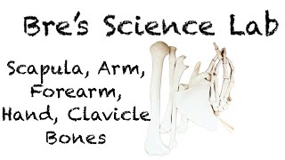 Upper Limb Bones Scapula Clavicle Humerus Ulna Radius Hand [upl. by Sinnard361]