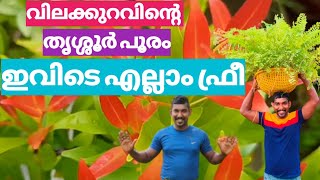 best nursery in Thrissur Mannuthy low price festival 🎎 [upl. by Lebam]