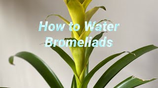 How to water bromeliads [upl. by Annat518]