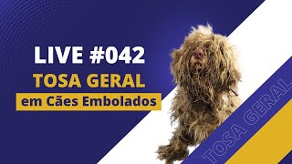 Tosa Geral Passo a Passo Cães Embolados Shih Tzu  Lhasa Apso  Yorkshire  Maltês Live 042 [upl. by Ecinhoj882]