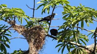 Red rumped cacique [upl. by Aseneg]