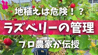 【知らないとキケン⁉】ラズベリー木いちごを楽しむ管理と育てる時の注意点 [upl. by Ahsitak478]